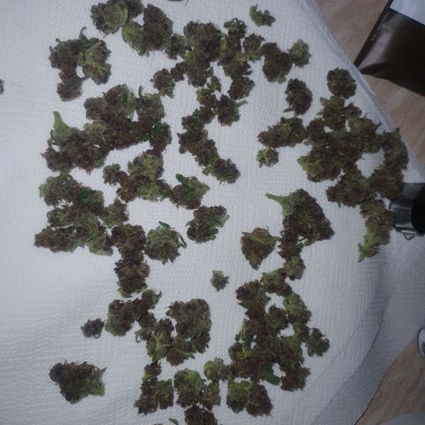 Cherry Pie Auto growlog timeline photo