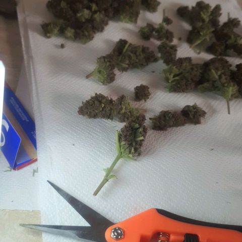 Cherry Pie Auto growlog timeline photo