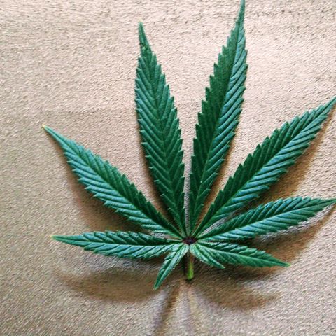 Strawberry Cheesecake Auto 2 growlog timeline photo