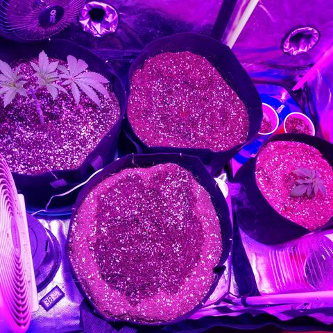Strawberry Cheesecake Auto 2 growlog timeline photo