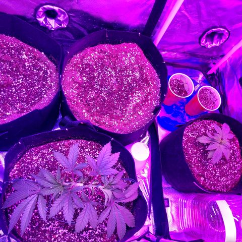 Strawberry Cheesecake Auto 2 growlog timeline photo