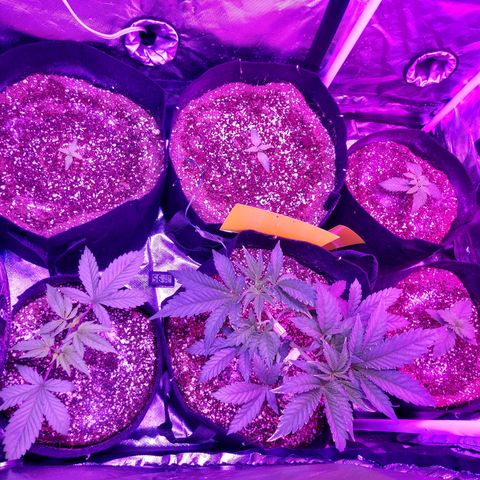 Strawberry Cheesecake Auto 2 growlog timeline photo