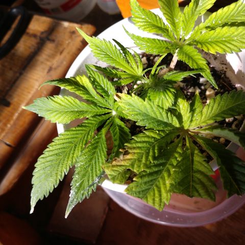 Gorilla Breath  (1) growlog timeline photo