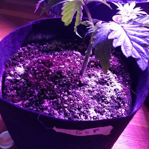 Granddaddy Purple growlog timeline photo