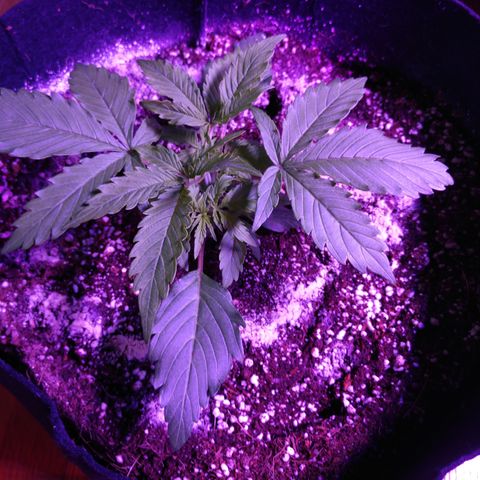 Strawberry Cheesecake Auto 2 growlog timeline photo