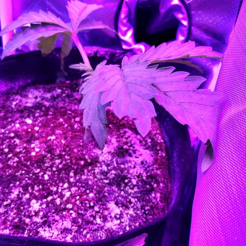 Granddaddy Purple growlog timeline photo