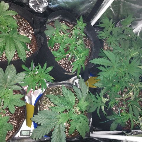 Strawberry Cheesecake Auto 2 growlog timeline photo