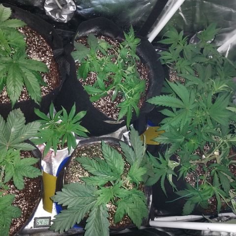 Strawberry Cheesecake Auto 2 growlog timeline photo