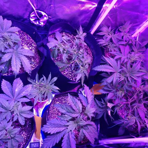 Strawberry Cheesecake Auto 2 growlog timeline photo