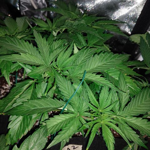 Strawberry Cheesecake Auto 2 growlog timeline photo