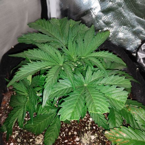 Strawberry Cheesecake Auto 1 growlog timeline photo