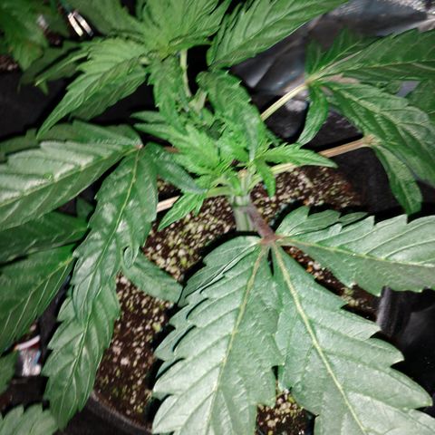 Granddaddy Purple growlog timeline photo