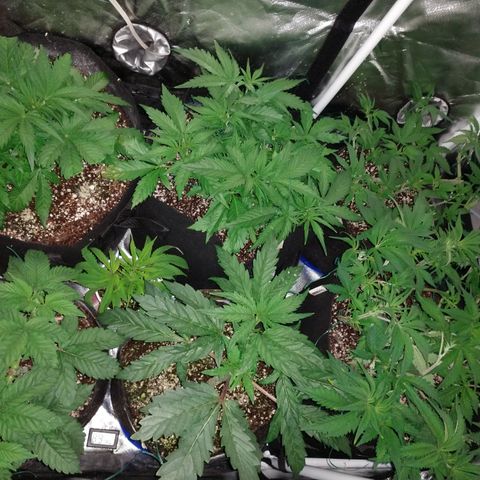 Strawberry Cheesecake Auto 2 growlog timeline photo