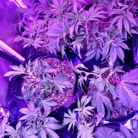 Strawberry Cheesecake Auto 2 growlog timeline photo