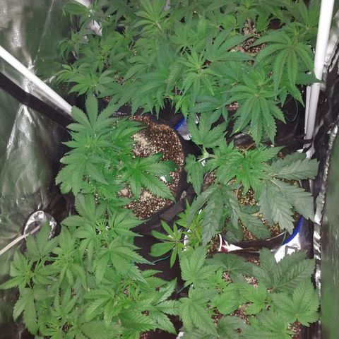 Strawberry Cheesecake Auto 2 growlog timeline photo