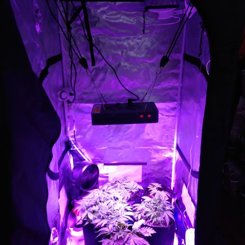 Strawberry Cheesecake Auto 2 growlog timeline photo
