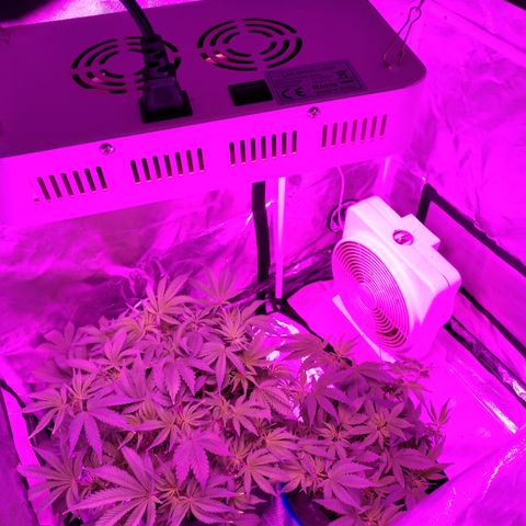 Strawberry Cheesecake Auto 2 growlog timeline photo