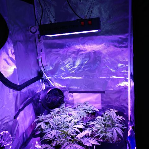 Strawberry Cheesecake Auto 2 growlog timeline photo