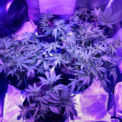 Strawberry Cheesecake Auto 2 growlog timeline photo
