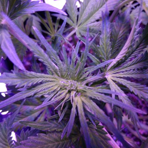 Strawberry Cheesecake Auto 2 growlog timeline photo