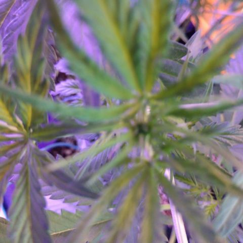 Strawberry Cheesecake Auto 2 growlog timeline photo
