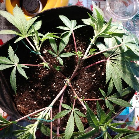 Gorilla Breath  (1) growlog timeline photo