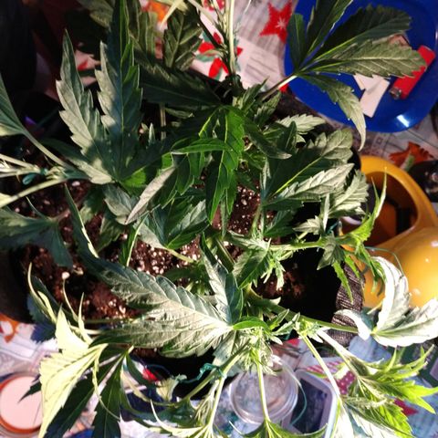 Granddaddy Purple growlog timeline photo