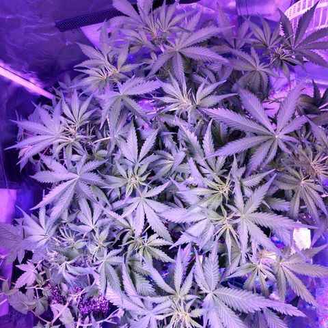 Strawberry Cheesecake Auto 2 growlog timeline photo