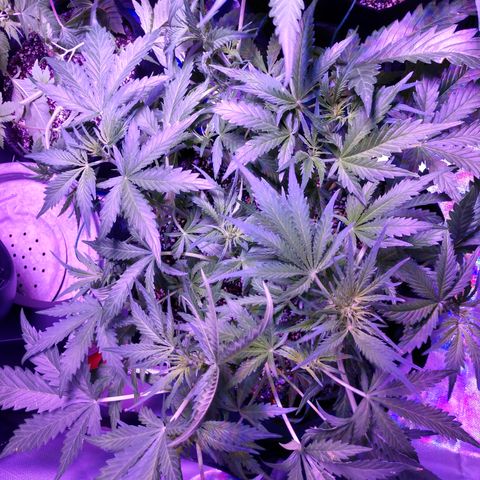 Strawberry Cheesecake Auto 1 growlog timeline photo