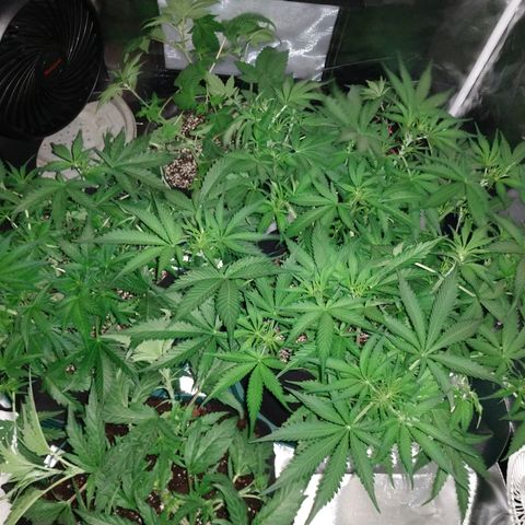Strawberry Cheesecake Auto 2 growlog timeline photo