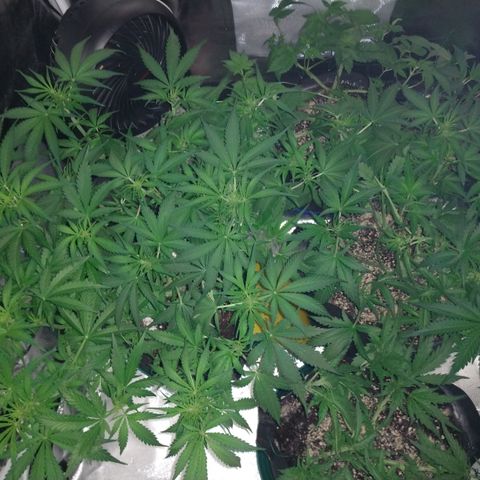 Strawberry Cheesecake Auto 2 growlog timeline photo