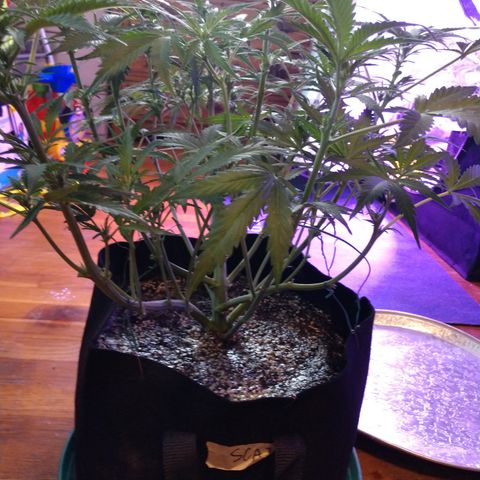 Strawberry Cheesecake Auto 1 growlog timeline photo