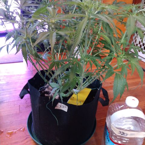 Strawberry Cheesecake Auto 2 growlog timeline photo