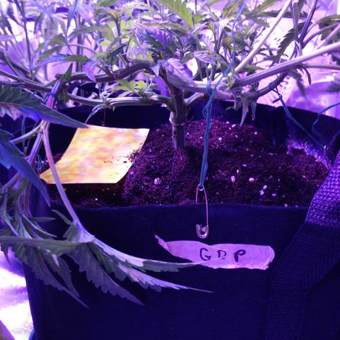 Granddaddy Purple growlog timeline photo