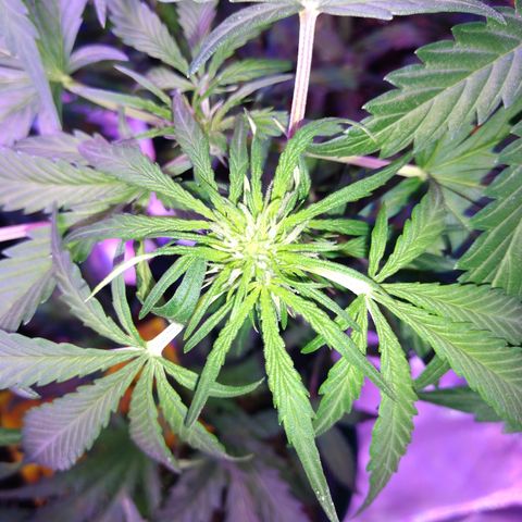 Strawberry Cheesecake Auto 1 growlog timeline photo