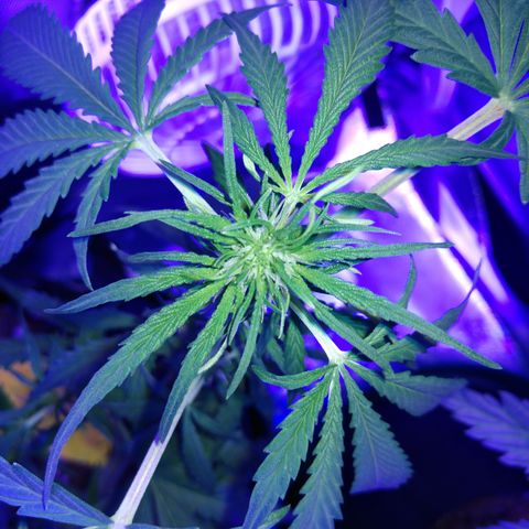 Strawberry Cheesecake Auto 1 growlog timeline photo