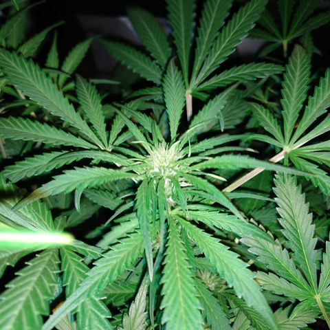 Strawberry Cheesecake Auto 1 growlog timeline photo