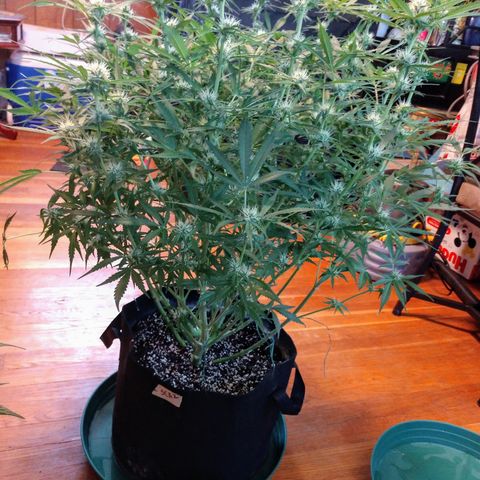 Strawberry Cheesecake Auto 2 growlog timeline photo