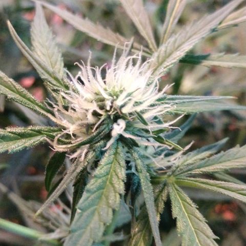 Strawberry Cheesecake Auto 2 growlog timeline photo