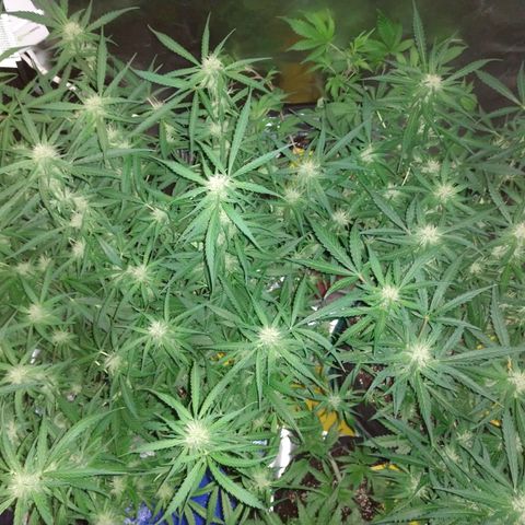 Strawberry Cheesecake Auto 2 growlog timeline photo