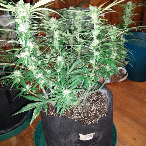Strawberry Cheesecake Auto 1 growlog timeline photo