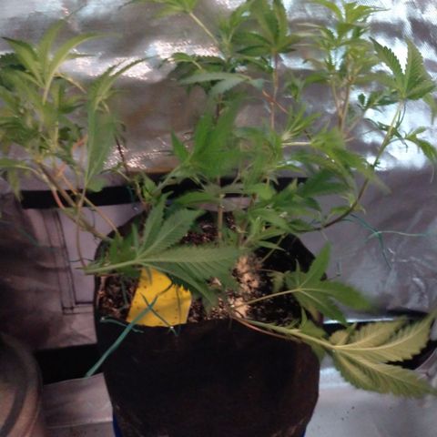 Gorilla Breath  (1) growlog timeline photo