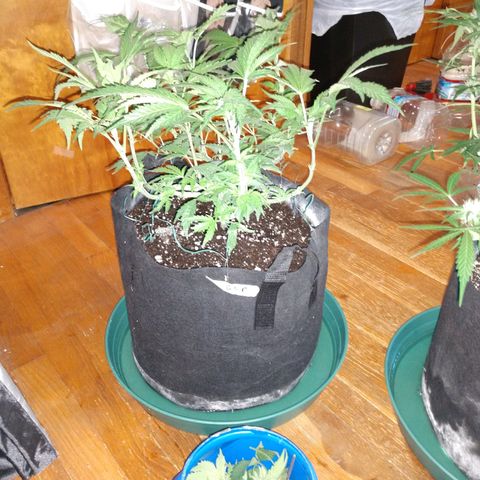Granddaddy Purple growlog timeline photo