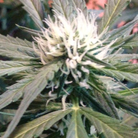 Strawberry Cheesecake Auto 1 growlog timeline photo