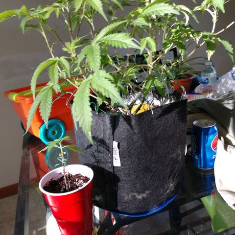 Critical Mass Automatic growlog timeline photo