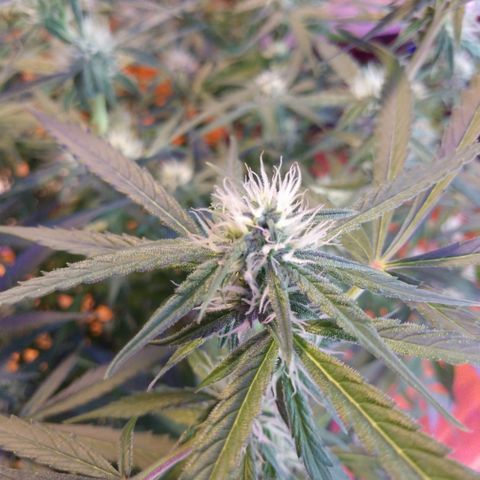 Strawberry Cheesecake Auto 2 growlog timeline photo