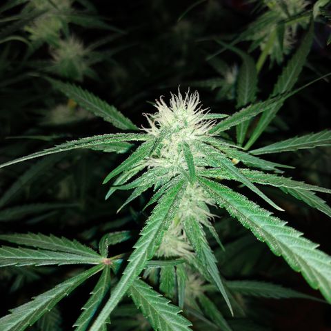 Strawberry Cheesecake Auto 2 growlog timeline photo