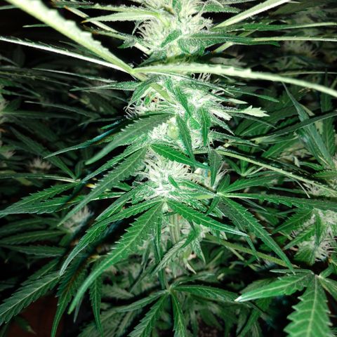 Strawberry Cheesecake Auto 2 growlog timeline photo