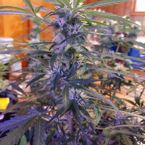 Strawberry Cheesecake Auto 2 growlog timeline photo