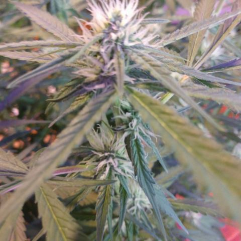 Strawberry Cheesecake Auto 2 growlog timeline photo